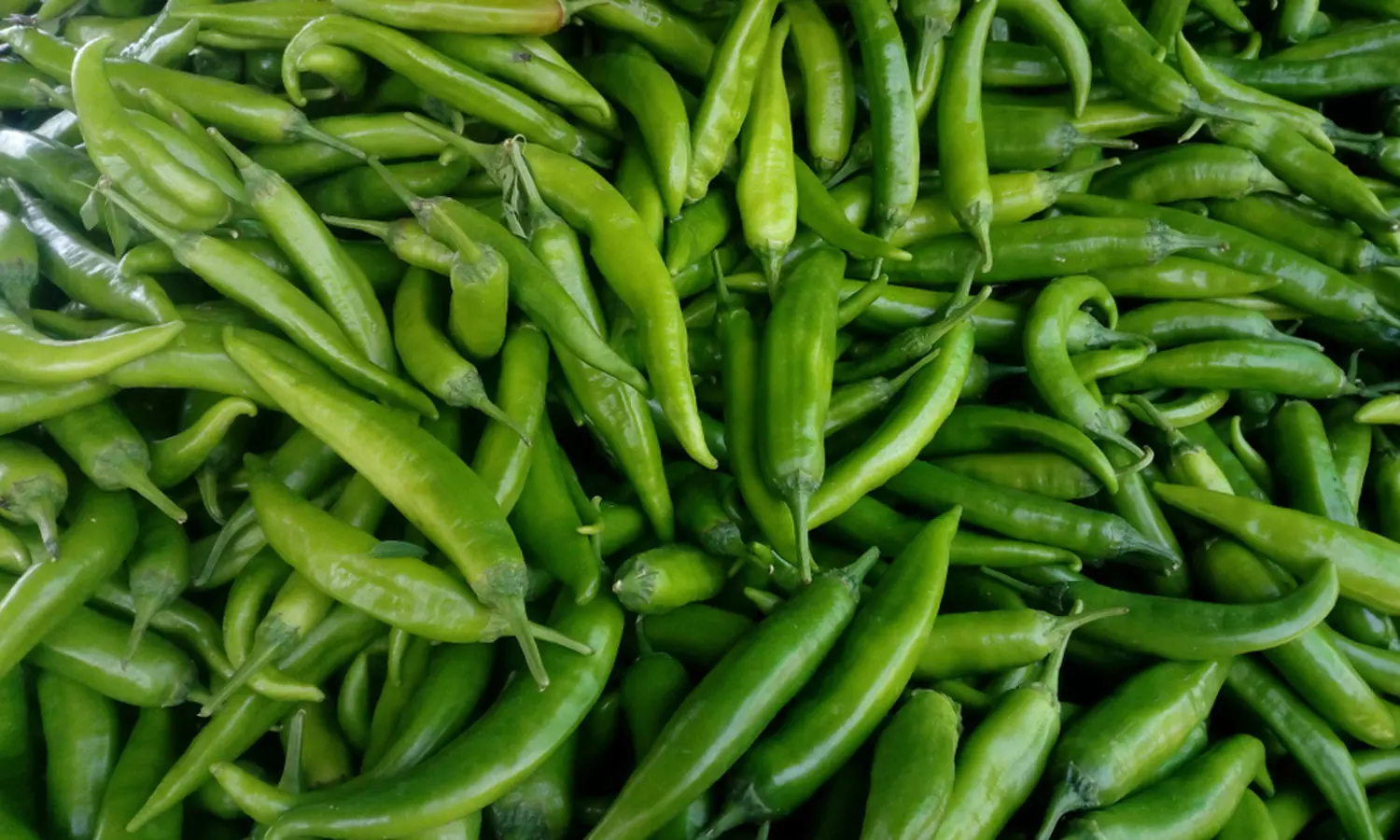 பச்சை மிளகாய் விலை அதிகரிப்பு..!