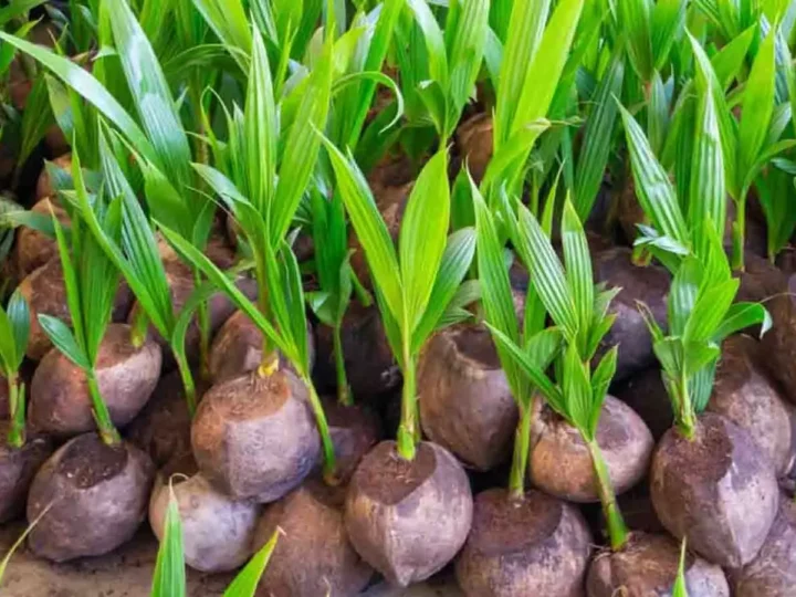 தெங்கு உற்பத்தியாளர்களுக்கு நிவாரணம்