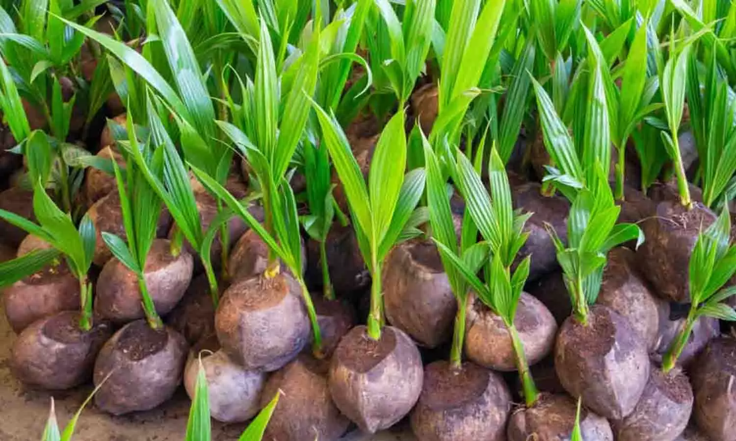 தெங்கு உற்பத்தியாளர்களுக்கு நிவாரணம்