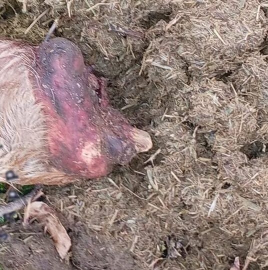 வனப்பகுதியில் வசிக்கும் எருமைகளை கொன்று இறைச்சிக்காக விற்பனை