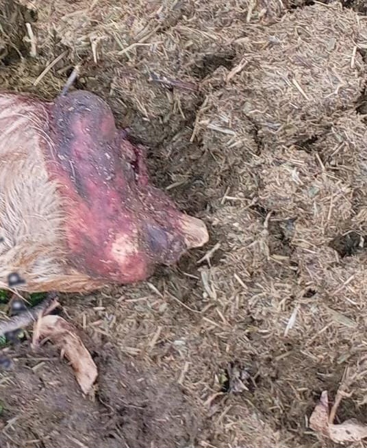 வனப்பகுதியில் வசிக்கும் எருமைகளை கொன்று இறைச்சிக்காக விற்பனை