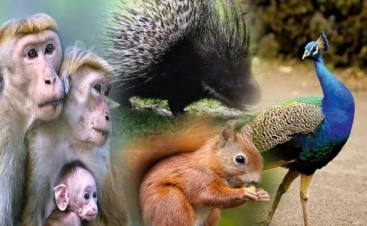 விலங்குகள் கணக்கெடுப்பு முடிவுகள் இன்று!