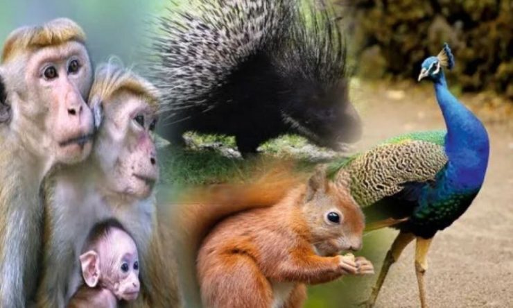 விலங்குகள் கணக்கெடுப்பு முடிவுகள் இன்று!