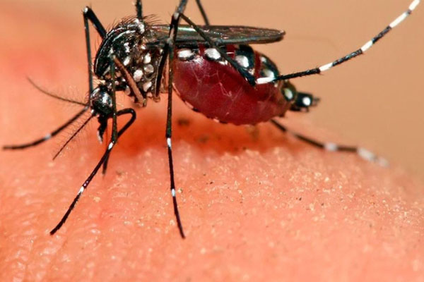 இரத்தினபுரியில் டெங்கு