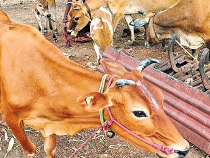 கறவை மாடுகளை காப்பீடு செய்யும் திட்டம்