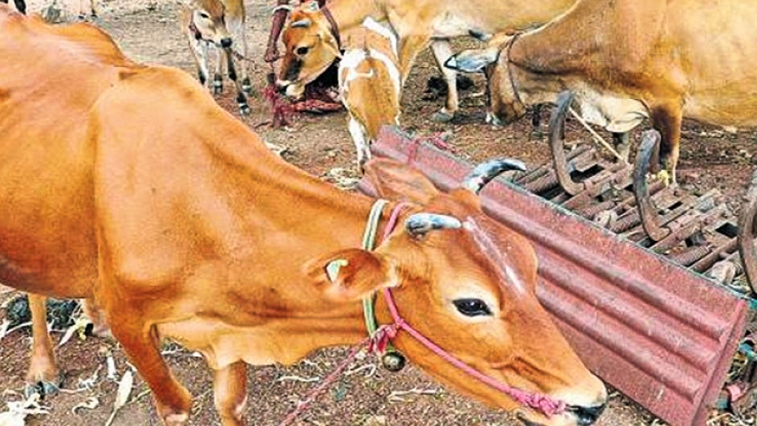 கறவை மாடுகளை காப்பீடு செய்யும் திட்டம்