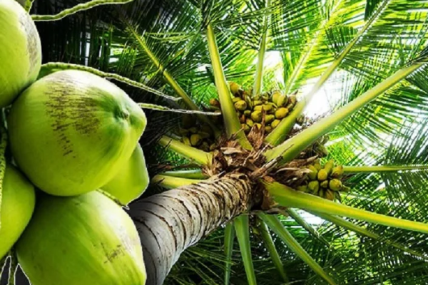 யாழில் தென்னை பயிர்செய்கையின் விஷேட வேலைத் திட்டம்