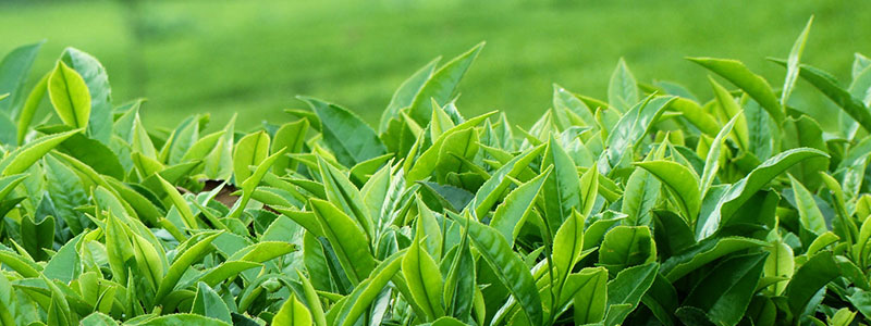 உச்சம் தொடும் தேயிலை உற்பத்தி