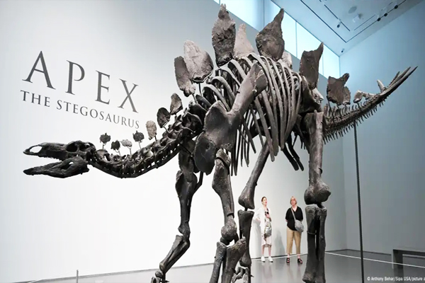 ஏலத்திற்கு வரும் டைனோசர் படிவம்