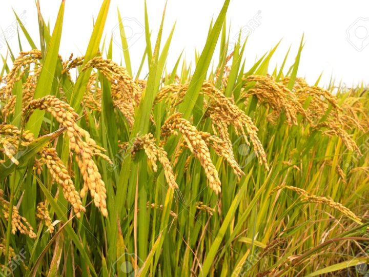 சிறு போகத்திற்கான நெல் கொள்வனவு இன்று முதல்