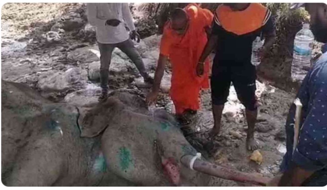 துப்பாக்கிச் சூட்டுக்கு இலக்கான யானை உயிரிழப்பு