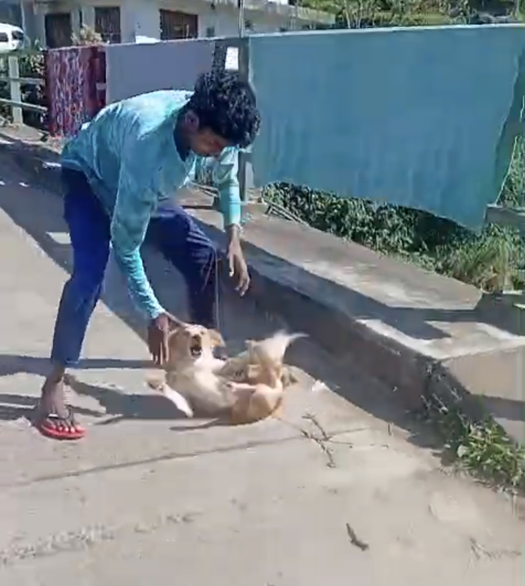 அயல்வீட்டாரோடு ஏற்பட்ட பிரச்சனையால் வளர்ப்பு நாயை தாக்கிய இளைஞன்.