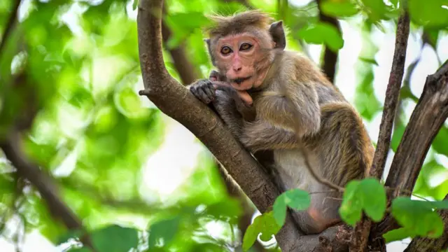 விலங்குகள் கணக்கெடுப்பில் 50% துல்லியமானவை!