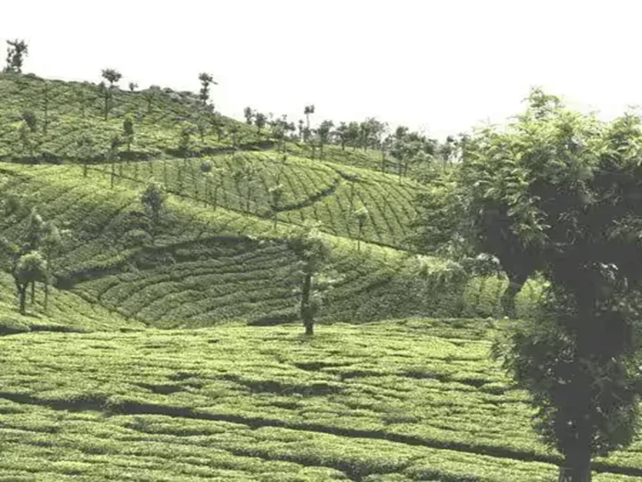 தேயிலைத் தொழிலை மேம்படுத்த புதிய வேலைத்திட்டம்