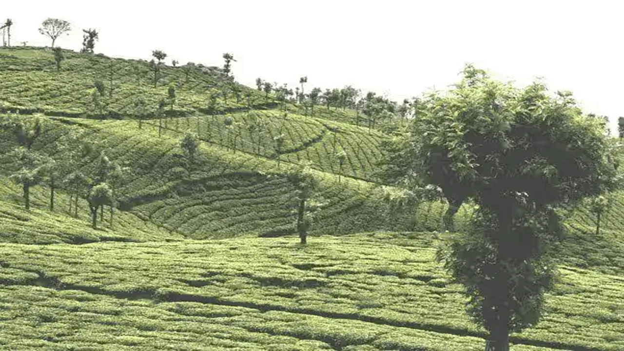 தேயிலைத் தொழிலை மேம்படுத்த புதிய வேலைத்திட்டம்