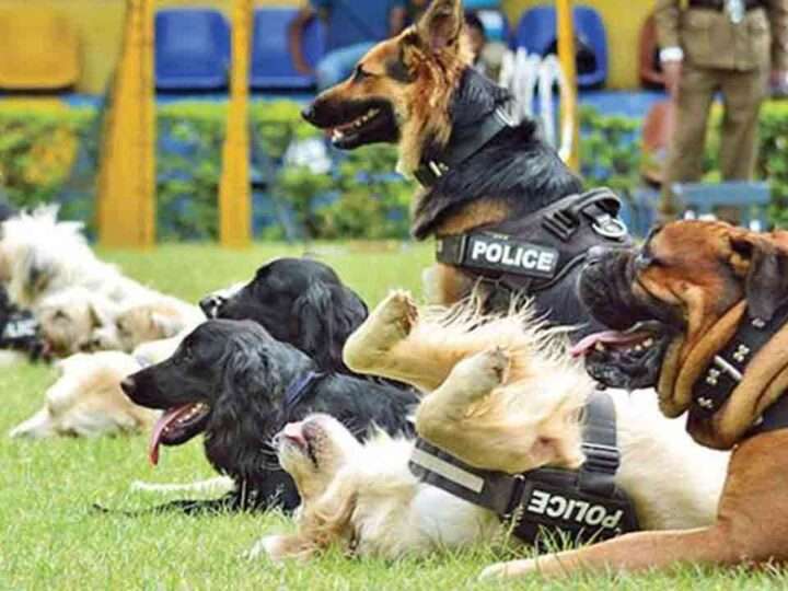 பாடசாலைகளில் போதைப்பொருள் சோதனைக்கு மோப்ப நாய்கள்