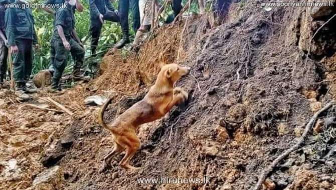 மண்ணில் புதையுண்ட ஏழு பேரை மீட்க உதவிய வளர்ப்பு நாய்