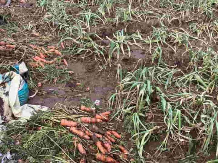 கந்தப்பளையில் மரக்கறிகள் அழிவு: விவசாயிகள் கவலை