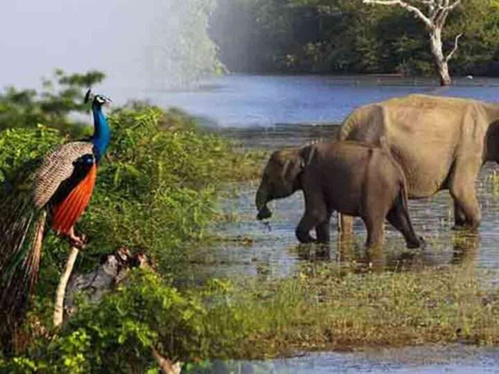 தேசிய பூங்காக்கள, சுற்றுலா விடுதிகள் இன்று முதல் திறப்பு