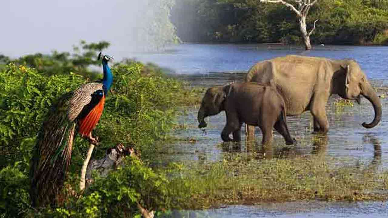 தேசிய பூங்காக்கள, சுற்றுலா விடுதிகள் இன்று முதல் திறப்பு