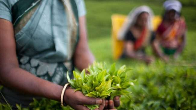 பெருந்தோட்ட தொழிலாளர்களுக்கான ஊக்குவிப்பு கொடுப்பனவு தொடர்பில் அமைச்சரவையின் அங்கீகாரம்