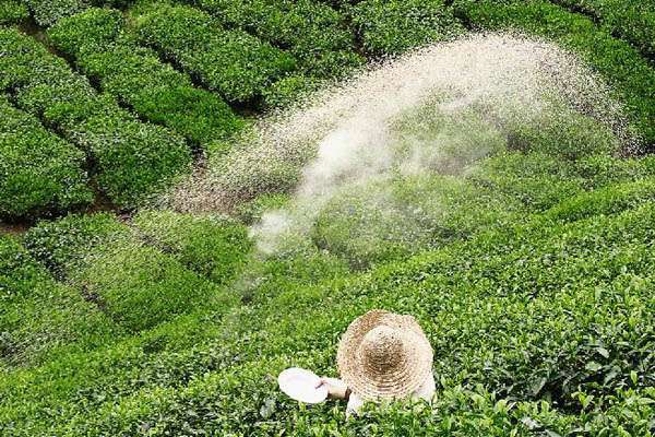 தேயிலைக்கு மேலதிக உரமானியம் அறிவிப்பு