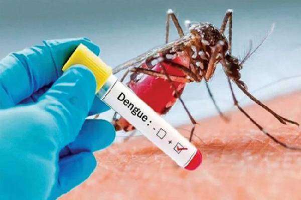 டெங்கு நோயினால் 12 பேர் பலி