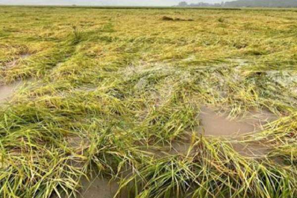 சீரற்ற வானிலையால் பாதிக்கப்பட்ட பயிர் நிலங்களுக்கு இழப்பீடு