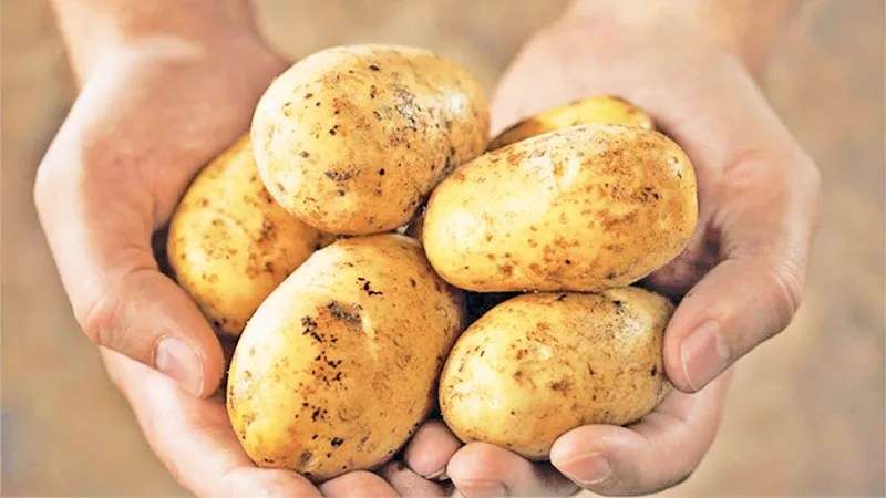 உருளைக்கிழங்கு விவசாயிகளுக்கு அரசாங்கத்திடமிருந்து நிவாரணம்