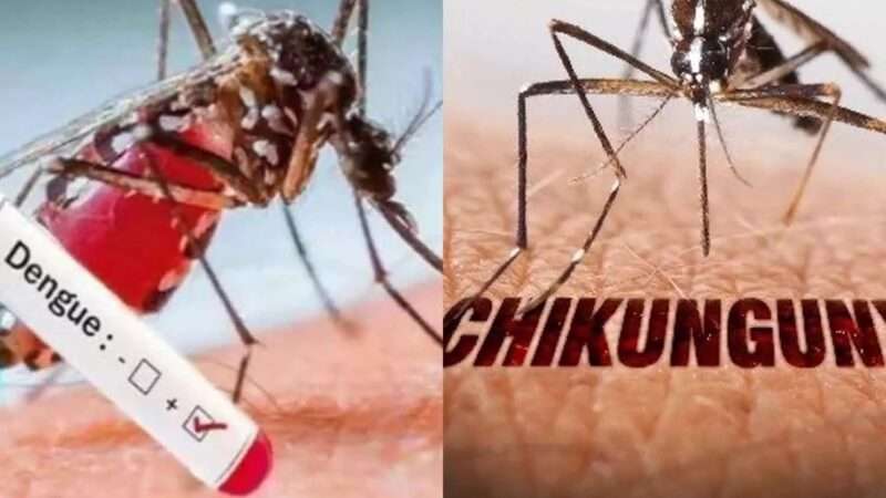 டெங்கு, சிக்குன்குனியா தொற்றுகள் வேகமாக அதிகரிப்பு