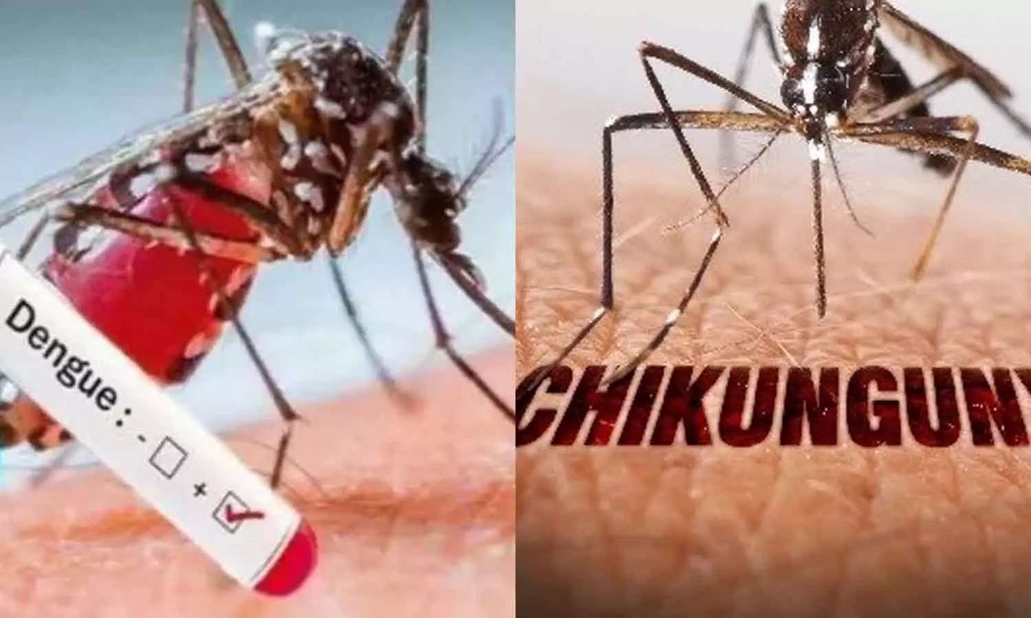டெங்கு, சிக்குன்குனியா தொற்றுகள் வேகமாக அதிகரிப்பு