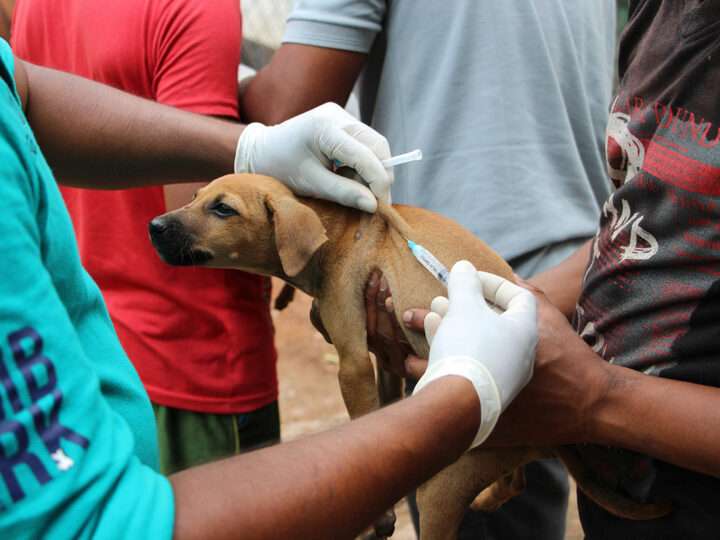 நீர்வெறுப்பு நோயைக் கட்டுப்படுத்த ஆண்டுக்கு 5 பில்லியன் ரூபா செலவு