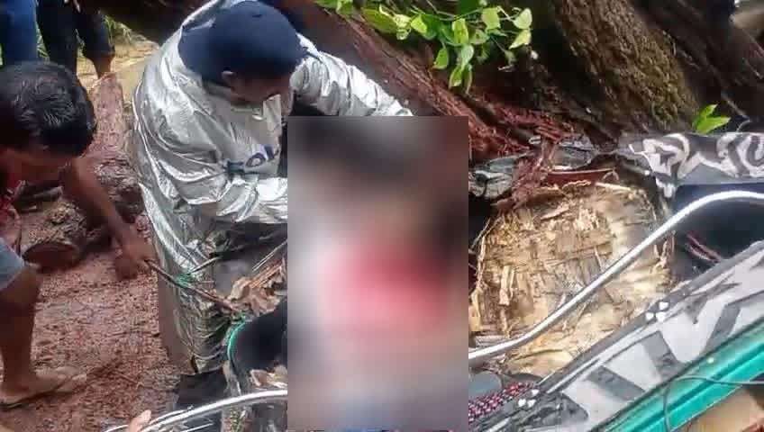 மரம் முறிந்து விழுந்ததில் மூவர் பலி