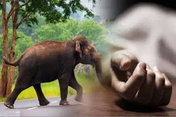 ஊர்வலத்தின் போது வளர்ப்பு யானை தாக்கி இருவர் பலி!