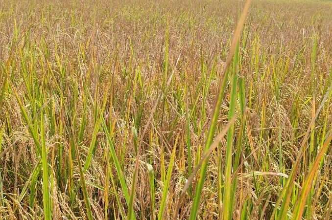 திங்கட்கிழமை முதல் நெல் கொள்முதல் ஆரம்பம்