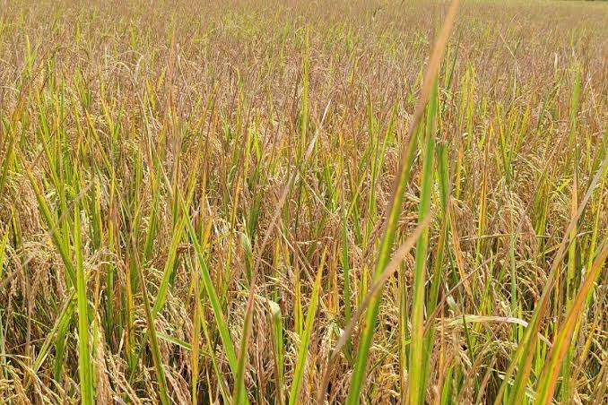 திங்கட்கிழமை முதல் நெல் கொள்முதல் ஆரம்பம்