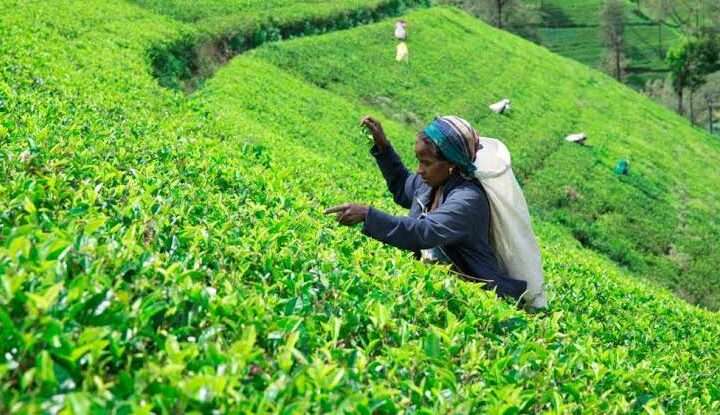 500 தேயிலை கிராமங்களை உருவாக்கும் தேசிய திட்டம் நாளை