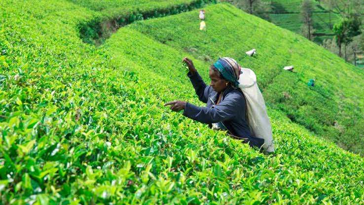 500 தேயிலை கிராமங்களை உருவாக்கும் தேசிய திட்டம் நாளை