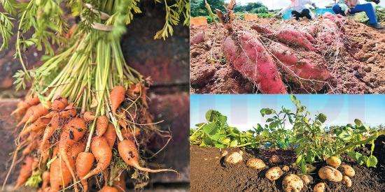 கிழங்கு மற்றும் காய்கறி பயிர்களுக்கும் புதிய காப்புறுதித் திட்டம்