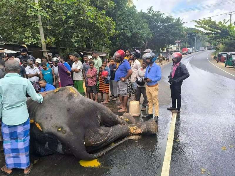 டிப்பர் வாகனம் மோதிப் படுகாயமடைந்த யானைக்கு தீவிர சிகிச்சை