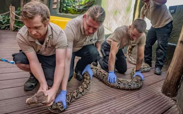 மனிதர்களுக்கான சிகிச்சை மூலம் புற்றுநோயிலிருந்து குணமடைந்த மலைப்பாம்பு