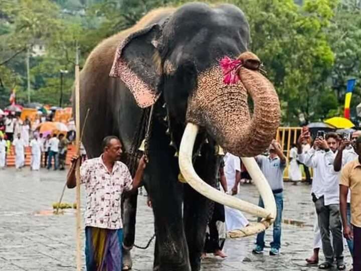 கதிர்காம வாசனா யானை தொடர்பில் எடுக்கப்பட்ட தீர்மானம்