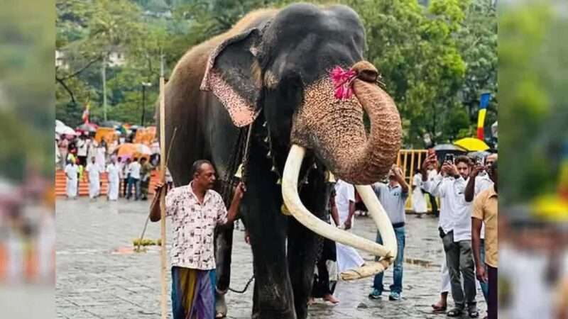 கதிர்காம வாசனா யானை தொடர்பில் எடுக்கப்பட்ட தீர்மானம்