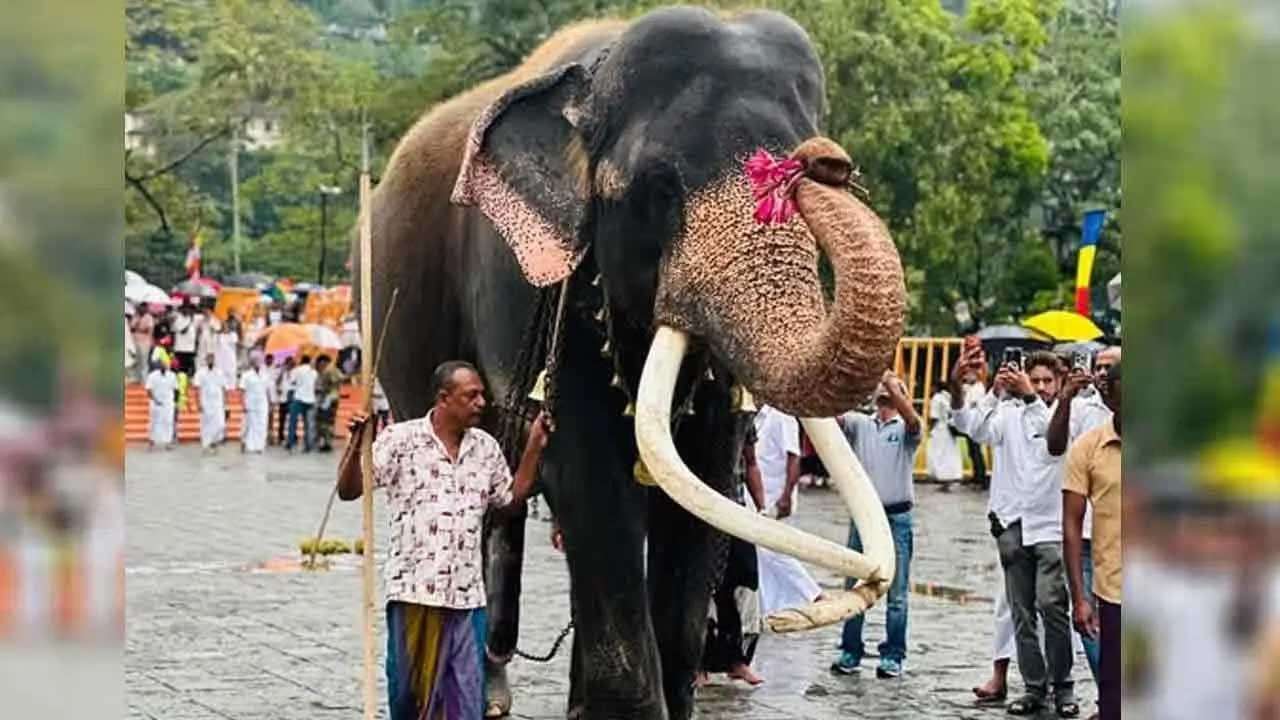 கதிர்காம வாசனா யானை தொடர்பில் எடுக்கப்பட்ட தீர்மானம்