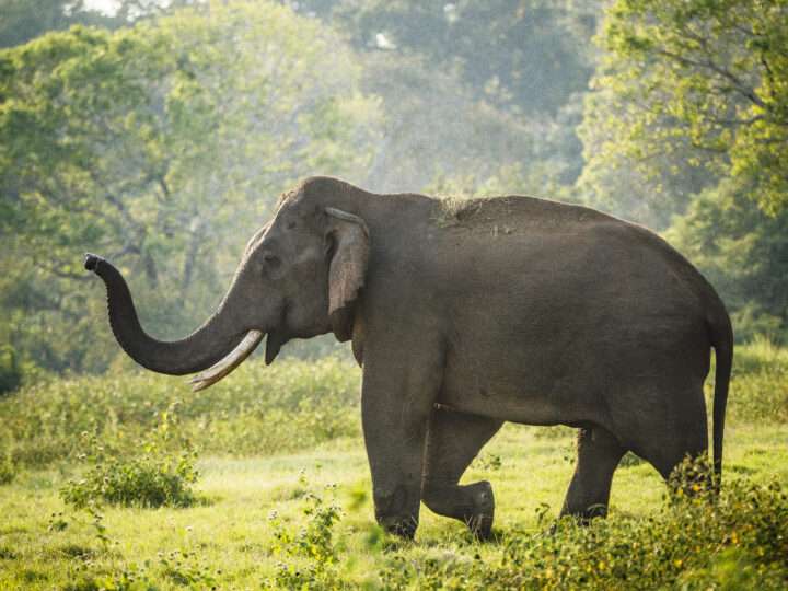 நாட்டில் மனித-யானை மோதல்கள் கணிசமாகக் குறைந்துள்ளன
