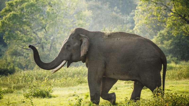 நாட்டில் மனித-யானை மோதல்கள் கணிசமாகக் குறைந்துள்ளன