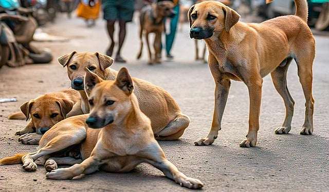 நாட்டில் நாய்கள் காரணமாக 30% வீதி விபத்துகள்!