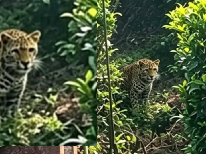 பொகவந்தலாவ சிங்காரவத்தையில் நடமாடும் பாரிய சிறுத்தை: பாடசாலை மாணவர்கள், பொதுமக்கள் அச்சம்!