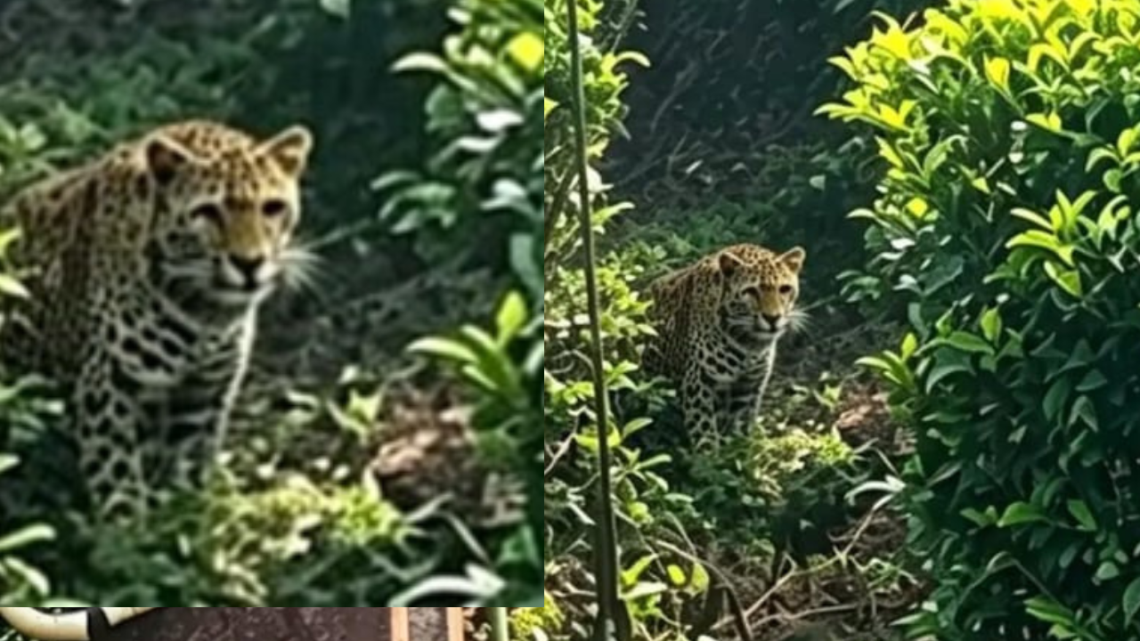 பொகவந்தலாவ சிங்காரவத்தையில் நடமாடும் பாரிய சிறுத்தை: பாடசாலை மாணவர்கள், பொதுமக்கள் அச்சம்!