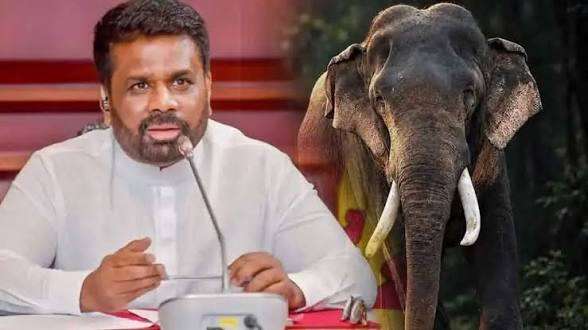 காவன்திஸ்ஸ யானையின் உயிரிழப்பு தொடர்பில் ஆராயும் நிபுணர் குழுவின் முதலாவது கூட்டம் இன்று!